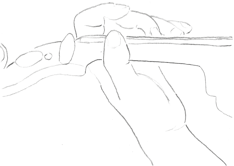 Abbildung 1: Die Haltung der linken Hand beim Greifen auf der Geige: die Grundstellung.